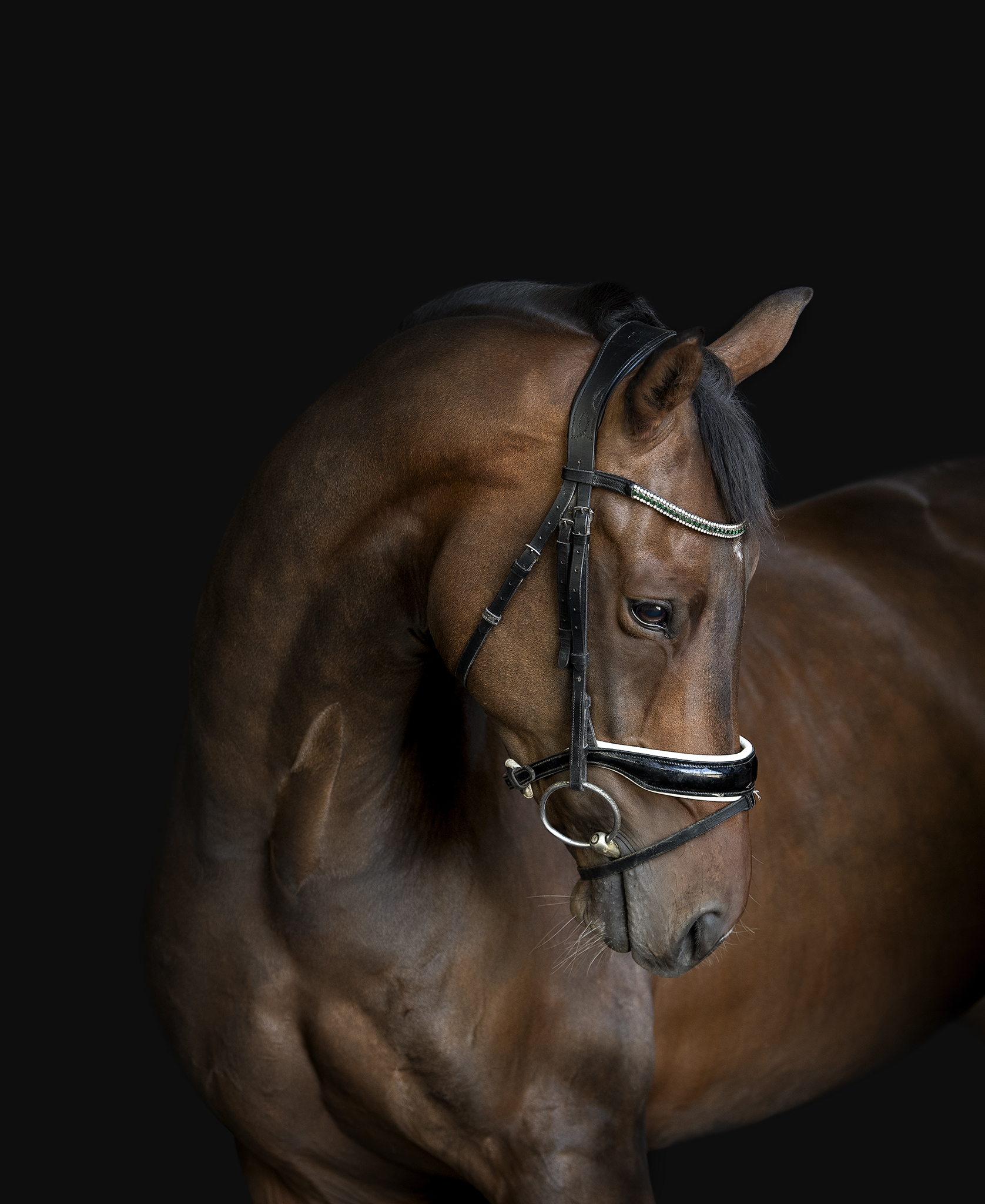 Ridden horses